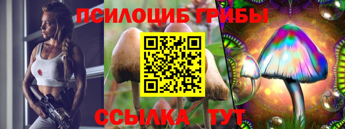 Псилоцибиновые грибы Cubensis Новоалександровск